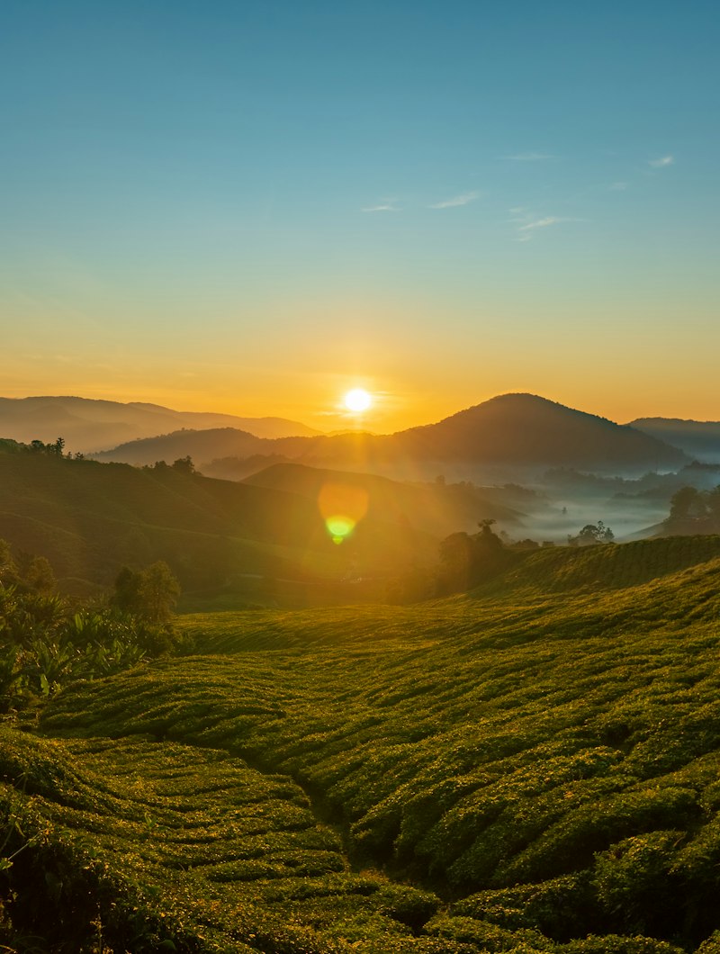 Sunrise over the tea plantations of Cameron Highlands